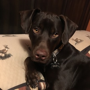 Team Page: Team Underdogs